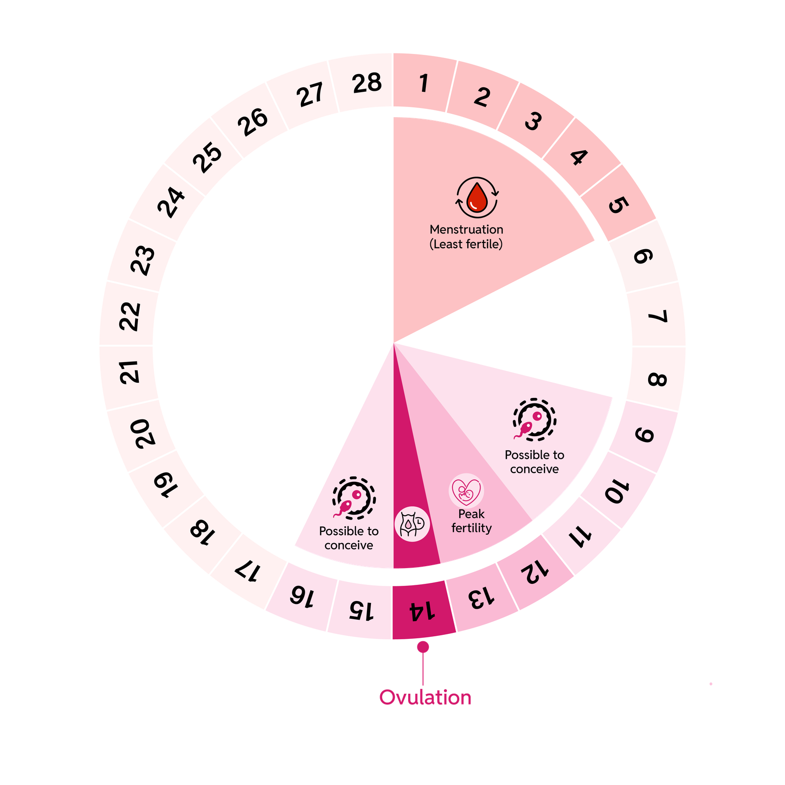 Understand Your Body, Master Your Cycle - Fertility Awareness